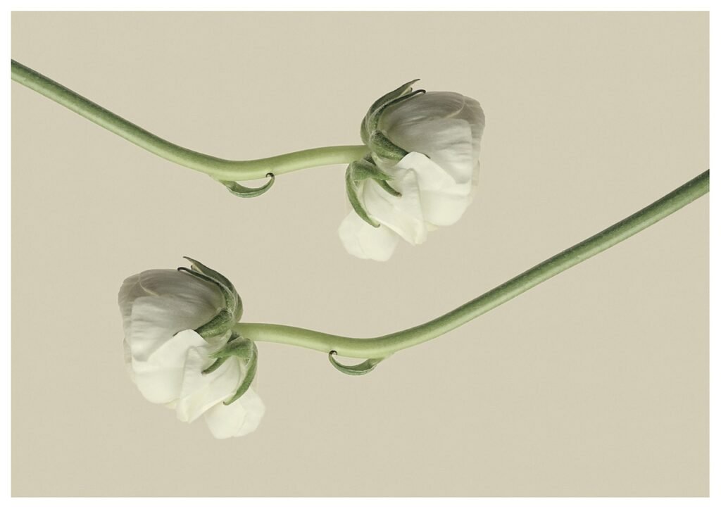 Tummy Tuck ranunculus, flower background, buttercup, flower wallpaper, white flower, flower, beautiful flowers, blossom, bloom, nature