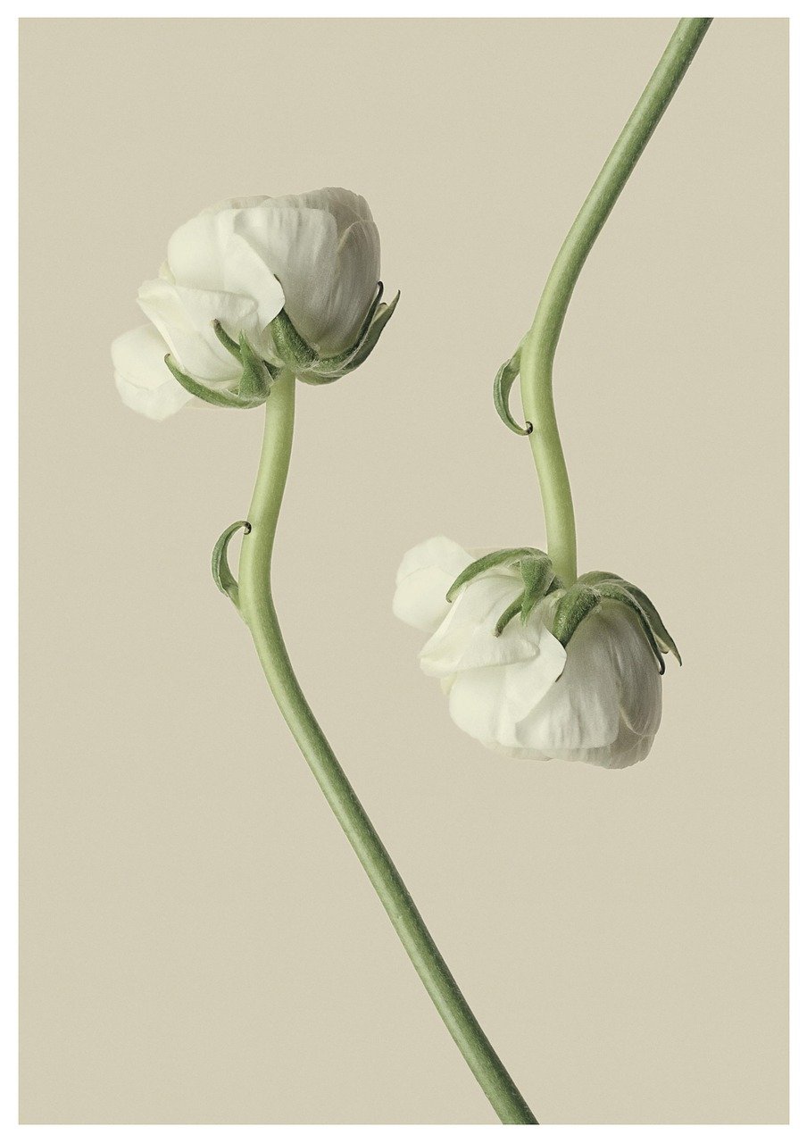 ranunculus, flower background, buttercup, flower wallpaper, white flower, flower, beautiful flowers, blossom, bloom, nature